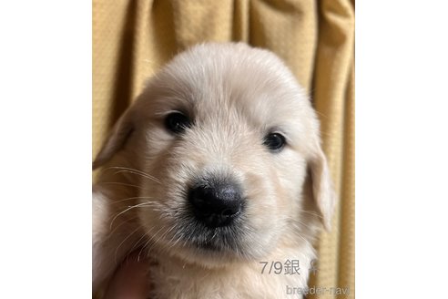 成約済の愛知県のゴールデンレトリーバー-320641の3枚目