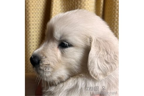 成約済の愛知県のゴールデンレトリーバー-320641の4枚目