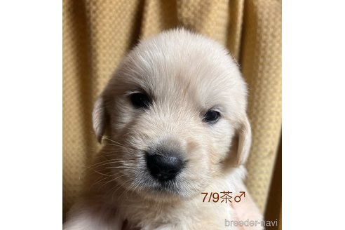 成約済の愛知県のゴールデンレトリーバー-320642の7枚目