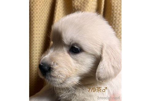 成約済の愛知県のゴールデンレトリーバー-320642の8枚目