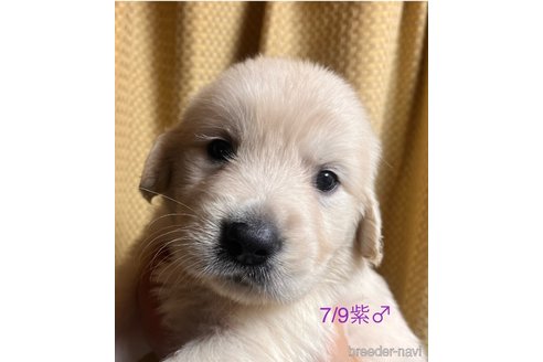 成約済の愛知県のゴールデンレトリーバー-318220の10枚目
