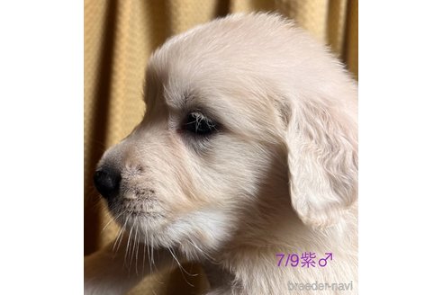 成約済の愛知県のゴールデンレトリーバー-318220の9枚目