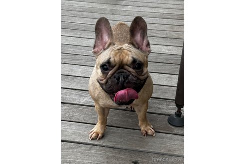 ももちゃん1枚目