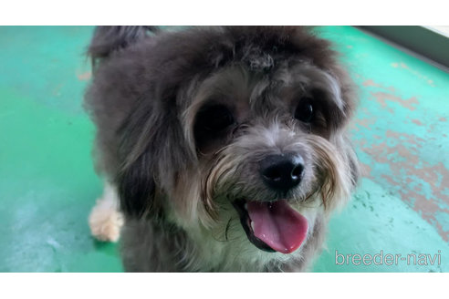 成約済の東京都のミックス犬-273356の11枚目