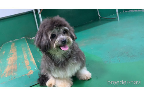 成約済の東京都のミックス犬-273356の14枚目
