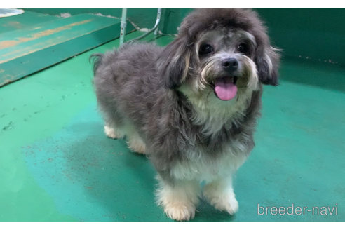 成約済の東京都のミックス犬-273356の13枚目