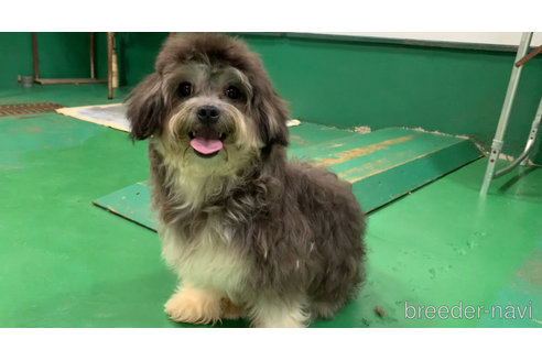 成約済の東京都のミックス犬-273356の12枚目