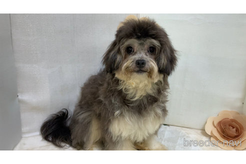 成約済の東京都のミックス犬-273356の9枚目