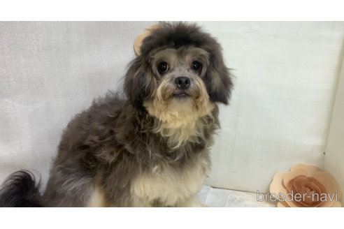 成約済の東京都のミックス犬-273356の7枚目