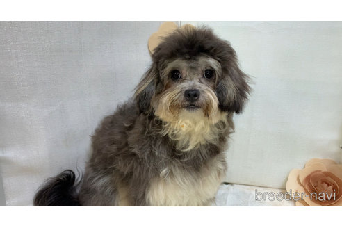 成約済の東京都のミックス犬-273356の6枚目