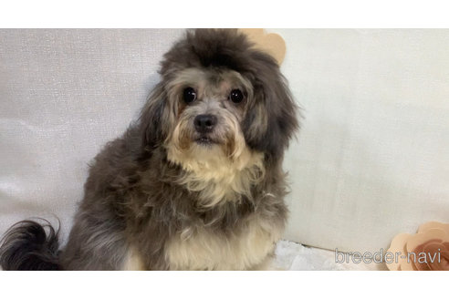 成約済の東京都のミックス犬-273356の5枚目