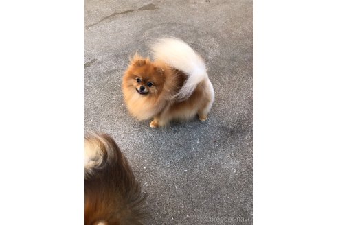 サニーちゃん1枚目