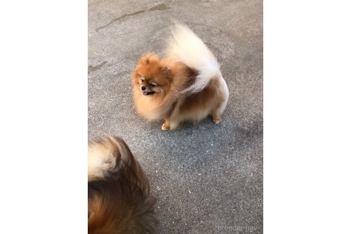 サニーちゃん1枚目