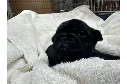 成約済の岐阜県のパグ-322001の15枚目