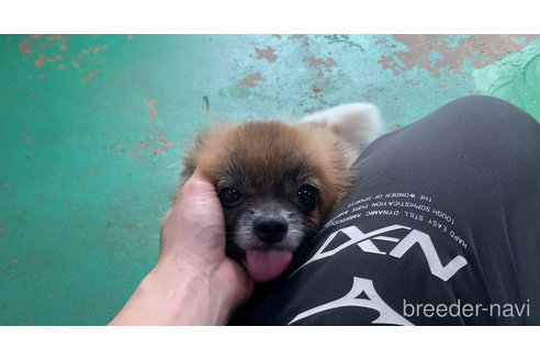 カリンちゃん1枚目