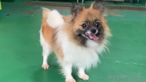 カリンちゃん1枚目