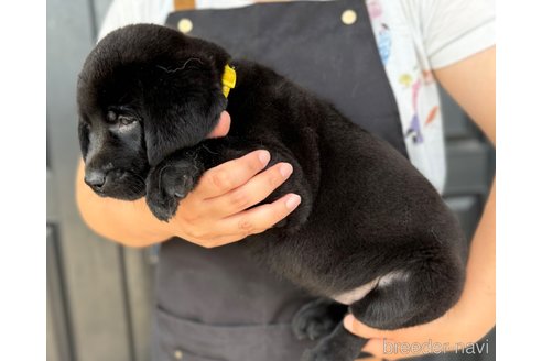 成約済の徳島県のラブラドールレトリーバー-322792の3枚目