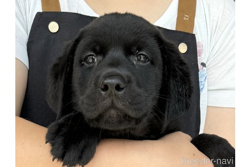 成約済の徳島県のラブラドールレトリーバー-321085の1枚目