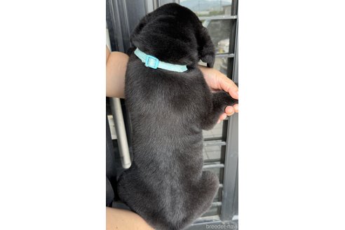 成約済の徳島県のラブラドールレトリーバー-321086の2枚目