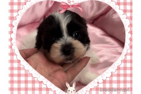 成約済の東京都のミックス犬-320230の3枚目