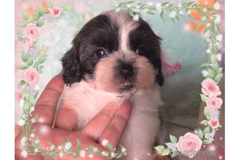 成約済の東京都のミックス犬-320230の2枚目