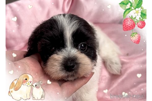 成約済の東京都のミックス犬-320230の4枚目