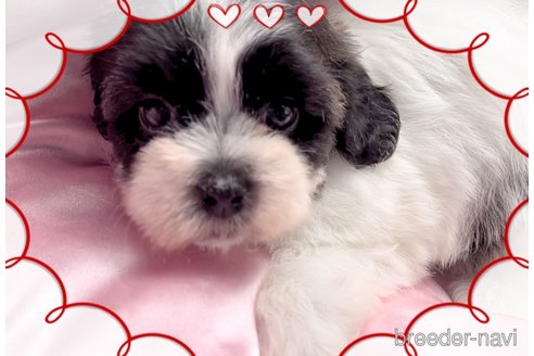 成約済の東京都のミックス犬-320230の5枚目