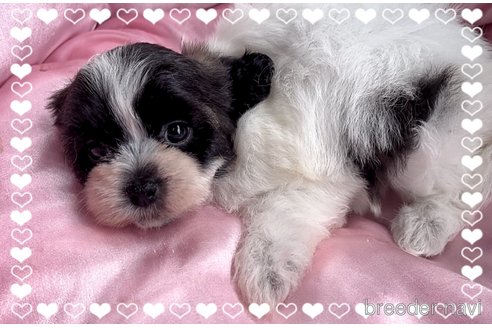 成約済の東京都のミックス犬-320230の6枚目
