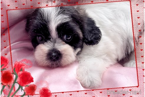成約済の東京都のミックス犬-320230の1枚目