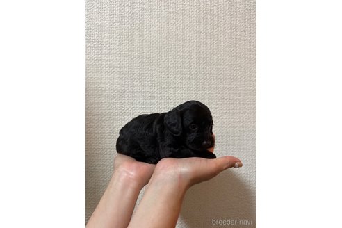 成約済の愛媛県のトイプードル-322813の2枚目