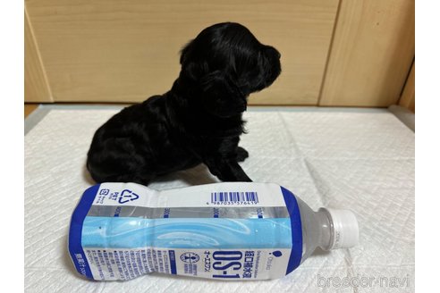 成約済の愛媛県のトイプードル-322813の3枚目
