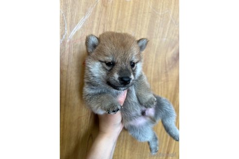成約済の埼玉県の豆柴-322824の4枚目