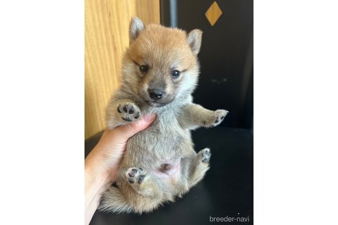 成約済の埼玉県の豆柴-322824の3枚目