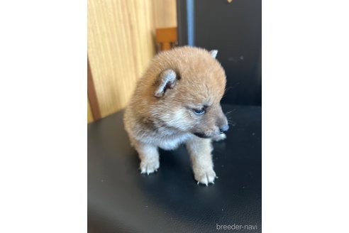 成約済の埼玉県の豆柴-322829の7枚目