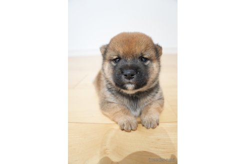 成約済のの柴犬-322834