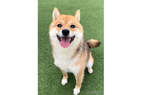 のの柴犬-