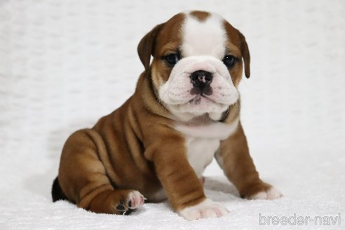 成約済の滋賀県のブルドッグ-322840の5枚目