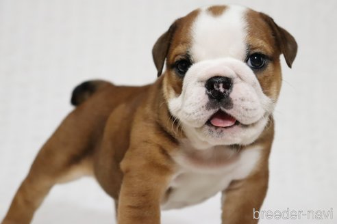 成約済の滋賀県のブルドッグ-322840の4枚目