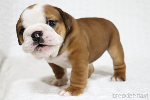 成約済の滋賀県のブルドッグ-322840の3枚目