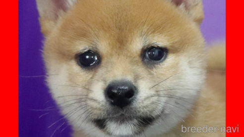 成約済の愛知県の柴犬-322857の1枚目