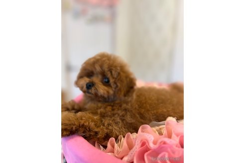 成約済の群馬県のティーカッププードル-313305の3枚目
