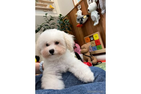 成約済の愛知県のタイニープードル-305382の18枚目