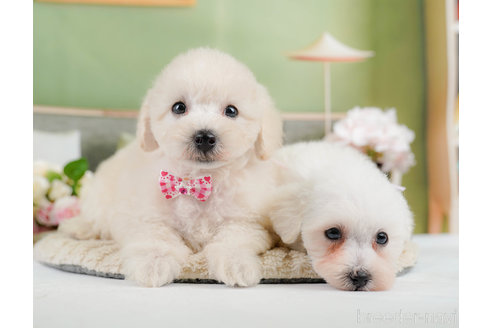 成約済の神奈川県のタイニープードル-322868の19枚目