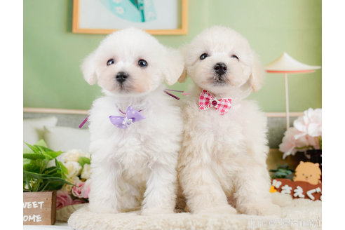 成約済の神奈川県のタイニープードル-322868の18枚目