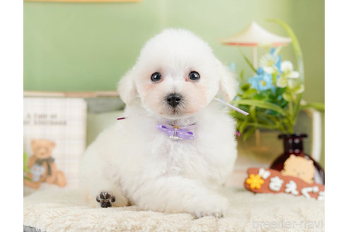 成約済の神奈川県のタイニープードル-322868の17枚目