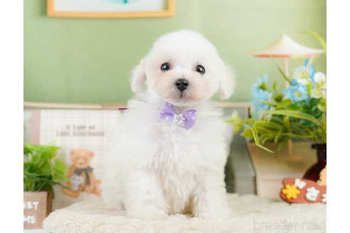 成約済の神奈川県のタイニープードル-322868の16枚目