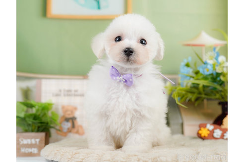 成約済の神奈川県のタイニープードル-322868の15枚目