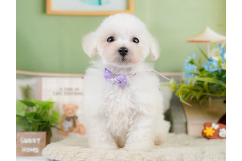 成約済の神奈川県のタイニープードル-322868の14枚目