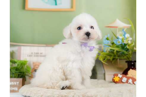 成約済の神奈川県のタイニープードル-322868の12枚目