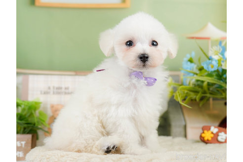 成約済の神奈川県のタイニープードル-322868の11枚目